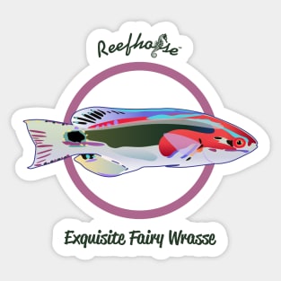 Exquisite Fairy Wrasse Sticker